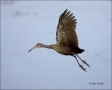 Florida;Southeast-USA;Limpkin;Flight;flying-bird;one-animal;close-up;color-image